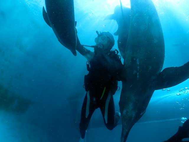 ダイバーズ・ハイドのドルフィンダイブ